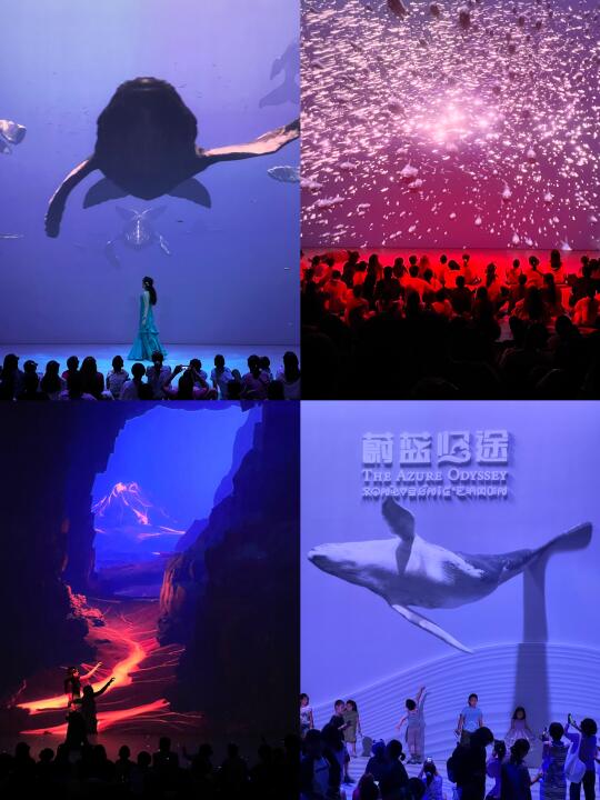 被上海新展美哭😭坠入蓝色梦境🐋🦈