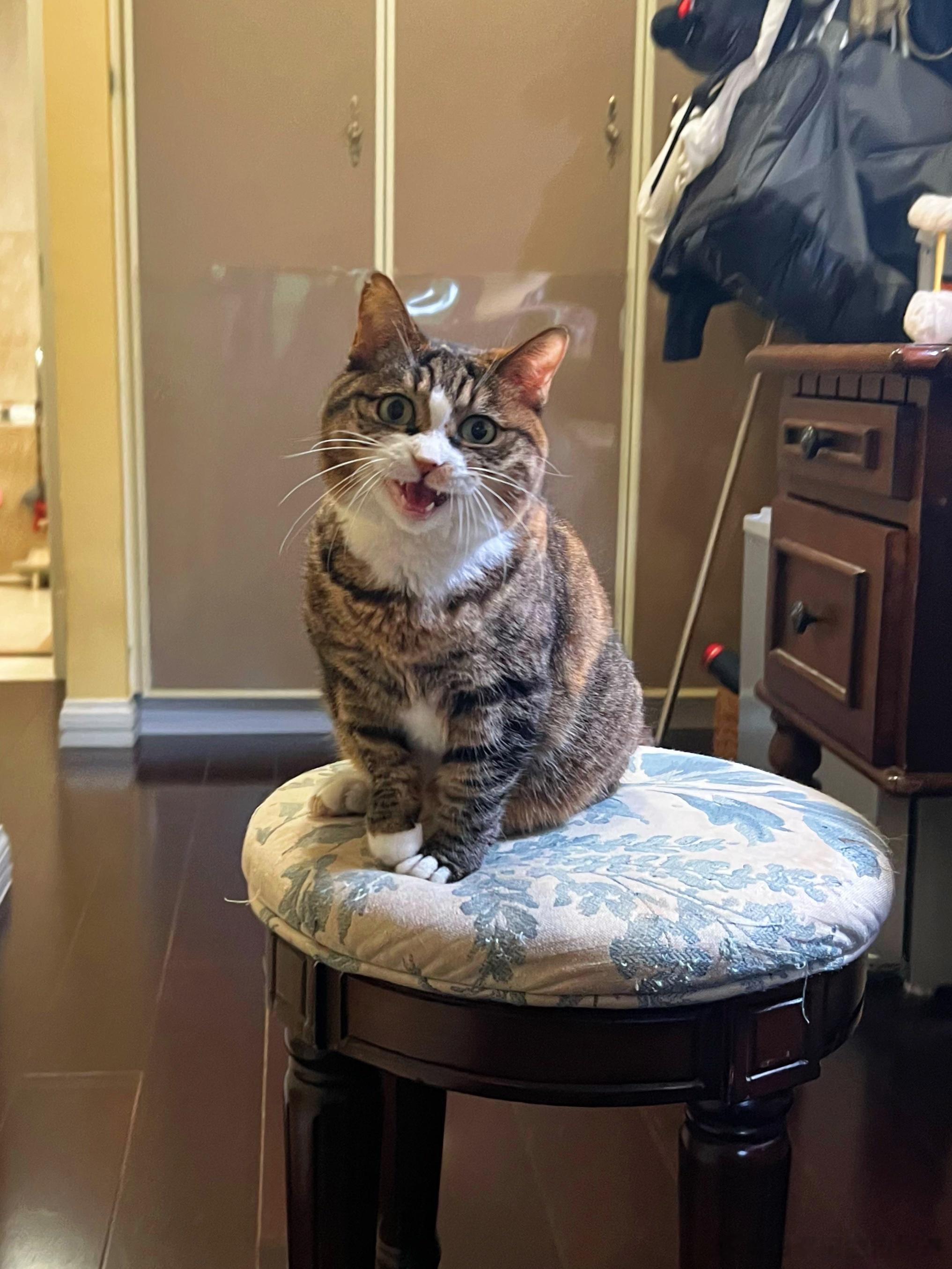 谁家小猫咪闹人闹了一下午呀，要抱抱要抱抱。 ​​​