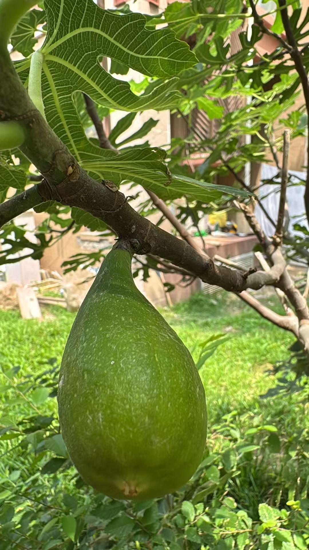 今天去原来住的小区有事儿，顺便看了看七年前我种的无花果树。
七年了，今年是第一次