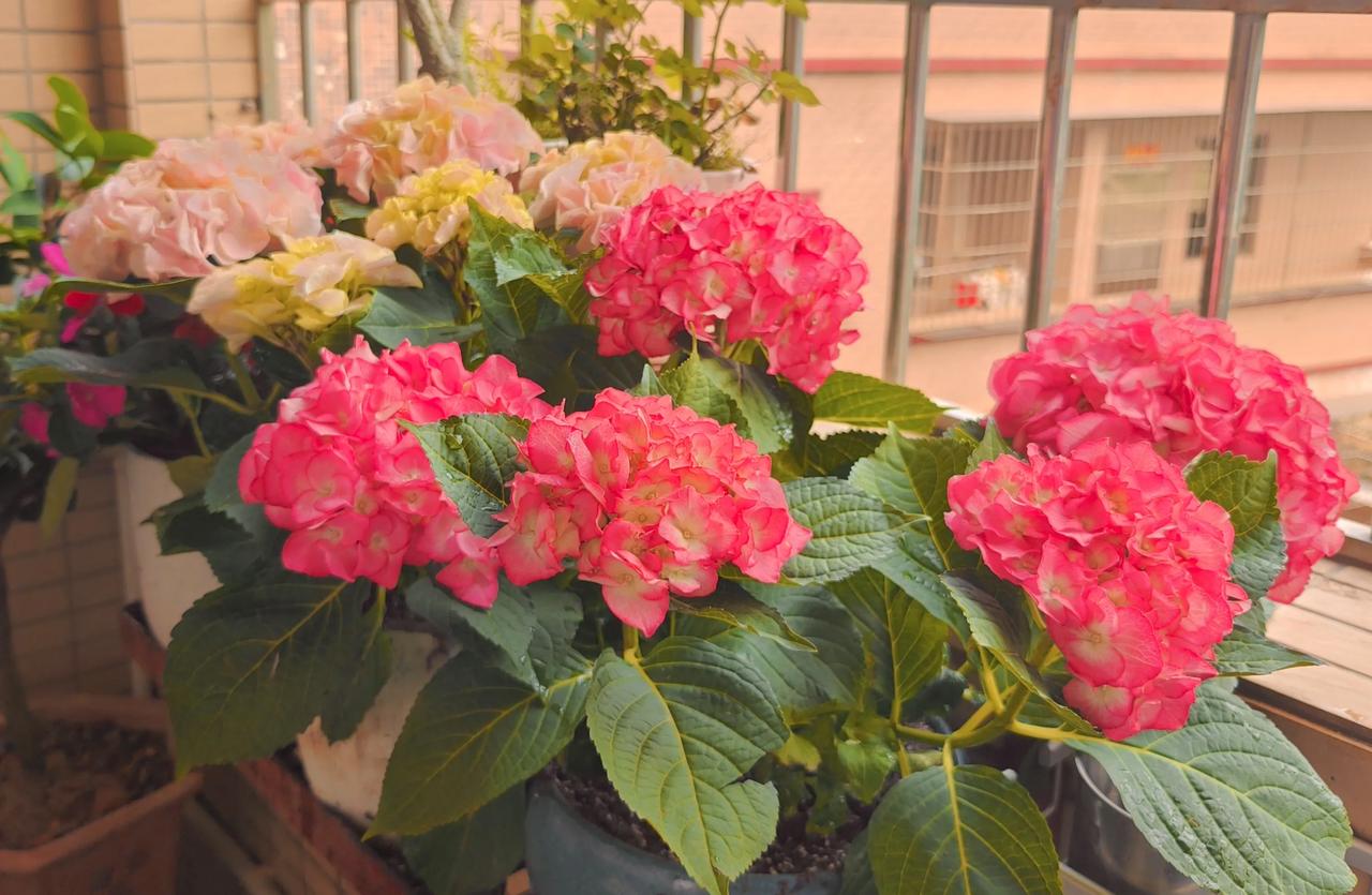 分享手机随拍的花草这就是我昨天去顺德陈村花卉世界买的花，贵的我买不起，就买了这几