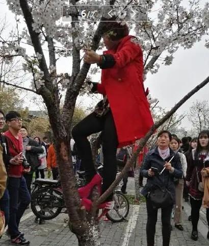 上海一女子爬20年樱花树拍照致树倒伏，根系断裂！涉事女子被约谈并愿赔偿
 
4月