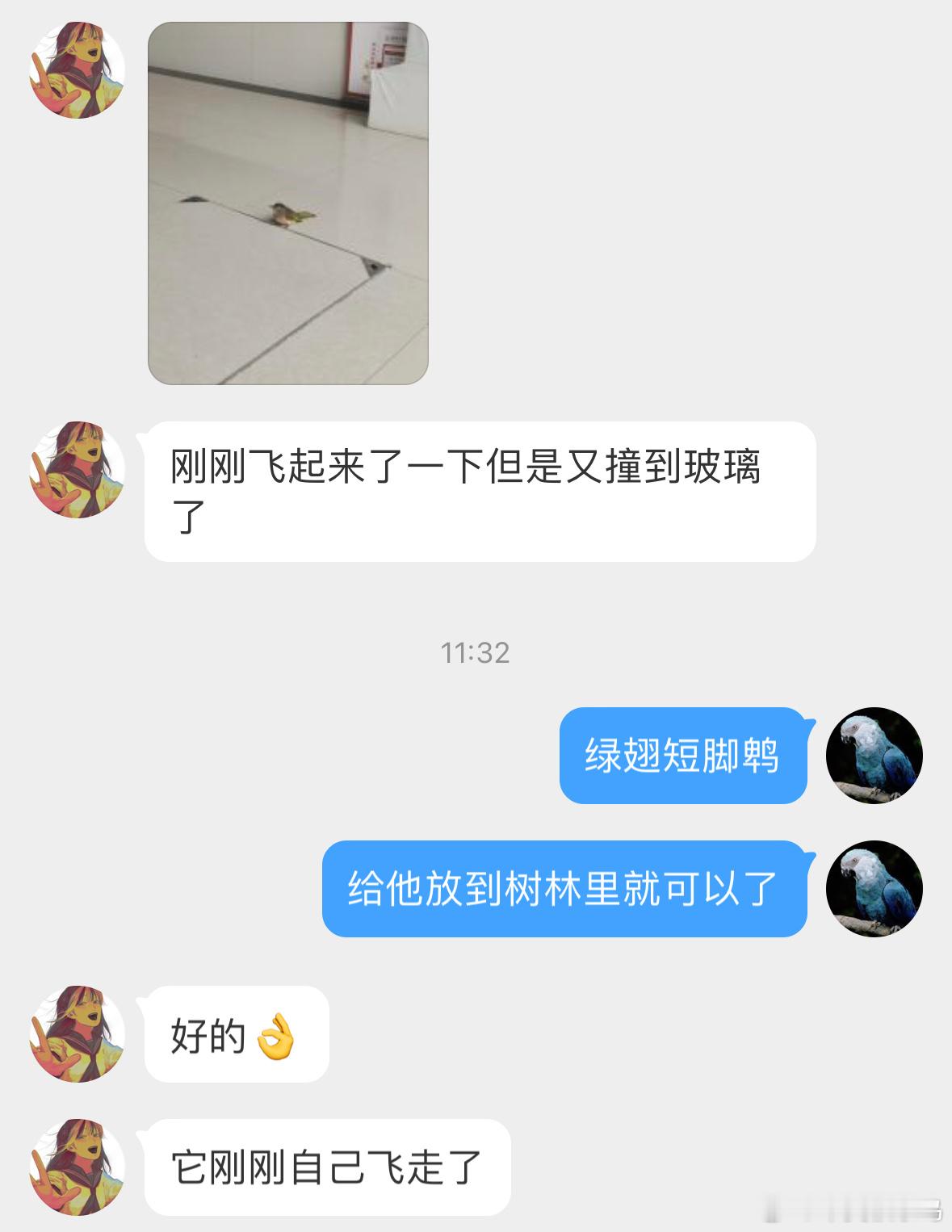 撞玻璃的鸟  撞玻璃的【绿翅短脚鹎bēi】🐦好在它顺利飞走了，而很多都是一命呜