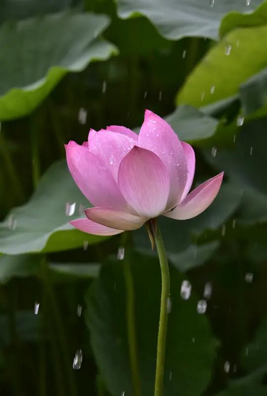 分析“夏雨荷花艳”这个上联，“夏雨”点明时间和天气，“荷花”是具体事物，“艳”形