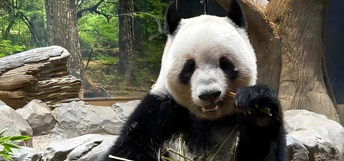 日本要进入“无熊猫时代”，怪谁呢？明眼人一看便知。1972年大熊猫赴日，掀起“熊