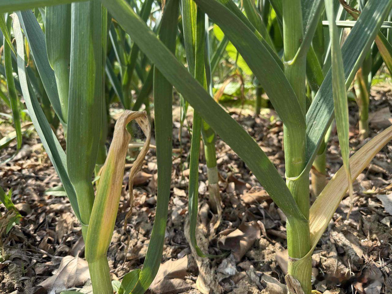 【小对联】
上：……？
下：本行。