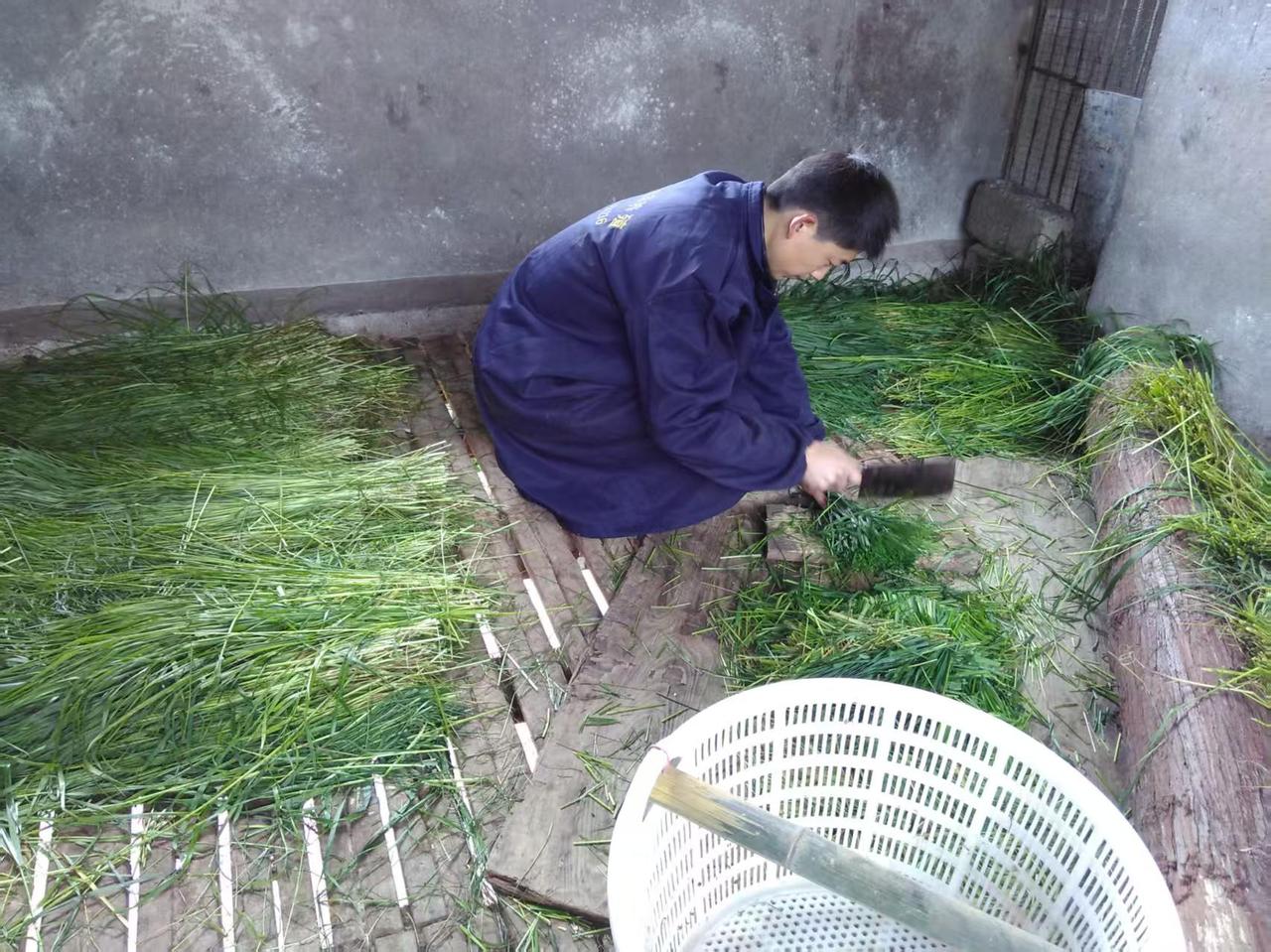 湖南连续下雨，黑山羊这样养，少生病、不掉膘！
最近湖南雨水不断，天天下雨、地上潮