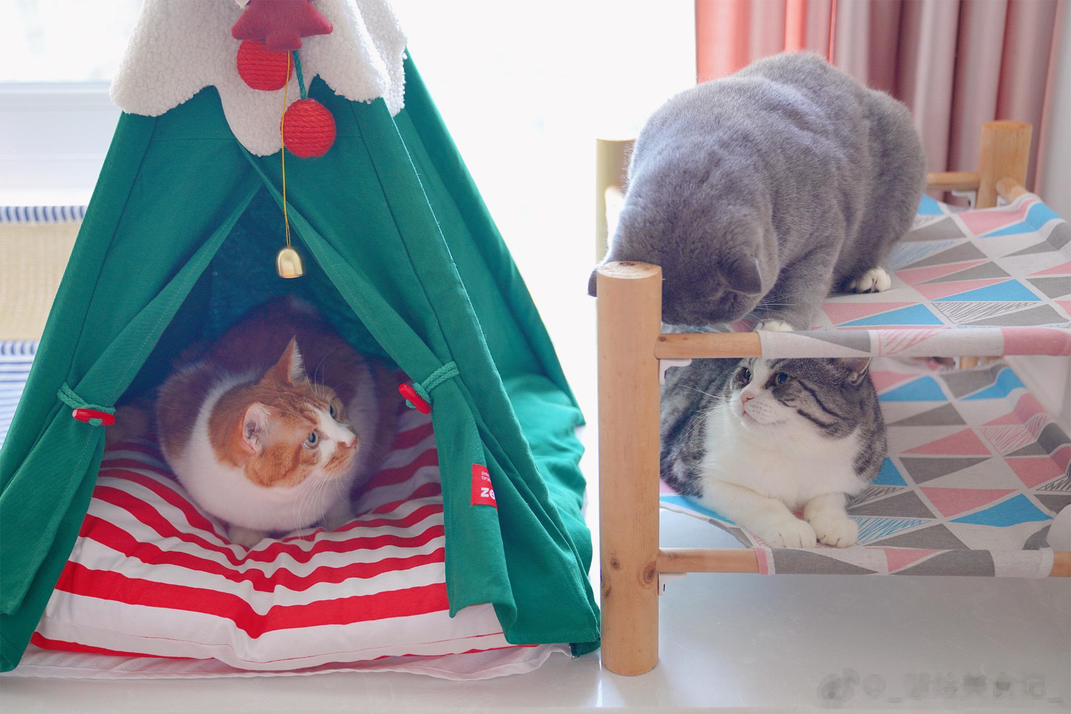 过周末的小猫咪🐈 ​​​