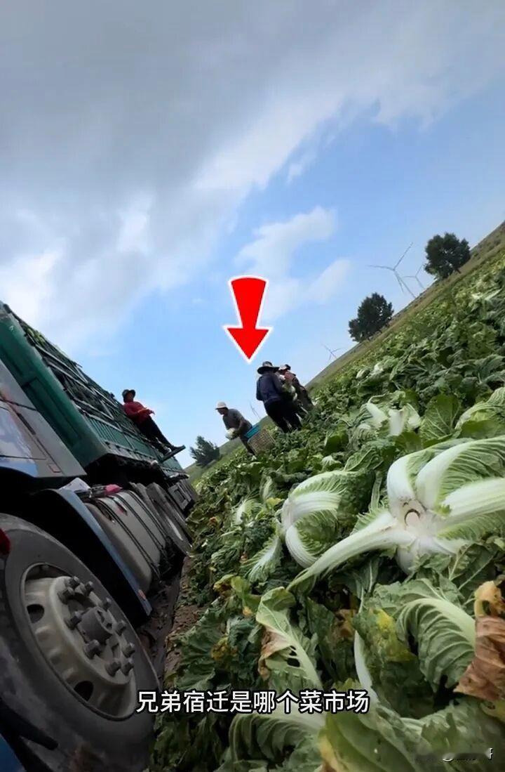 “甲醛白菜”事件真的太让人生气！8月22日，张家口康保县田间白菜装车前竟被浸入甲
