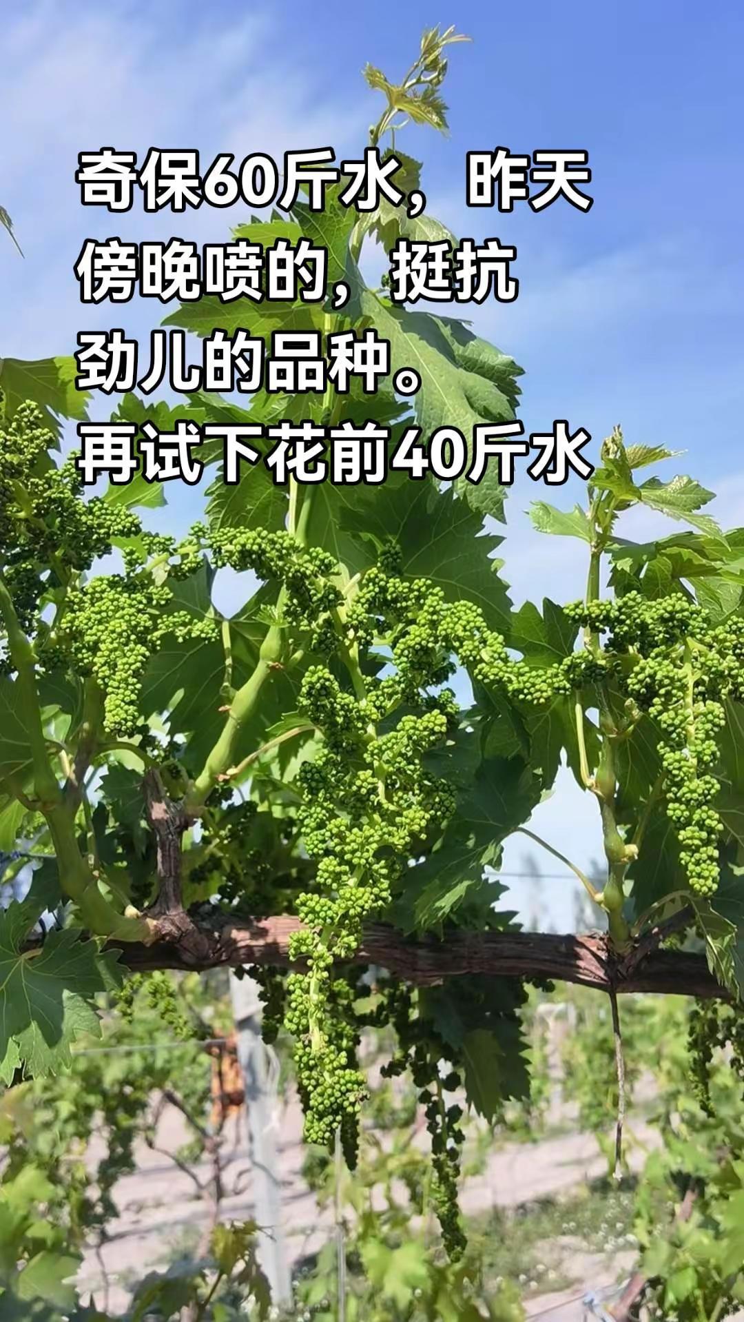 拉穗