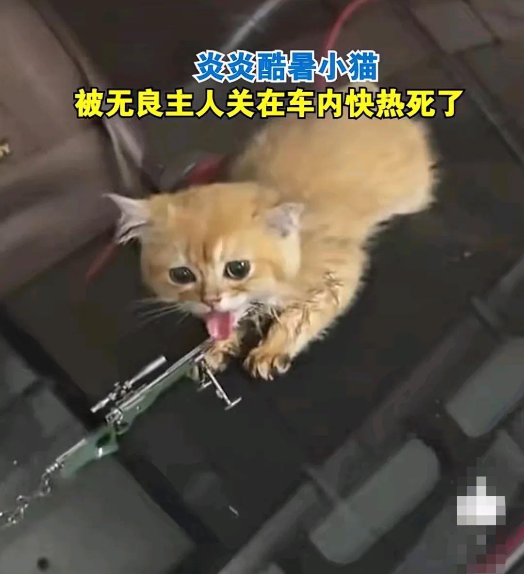 正值夏天最热的时候，路边停放的车里，隐隐约约传来细细的叫声，路人闻声而来，从窗玻