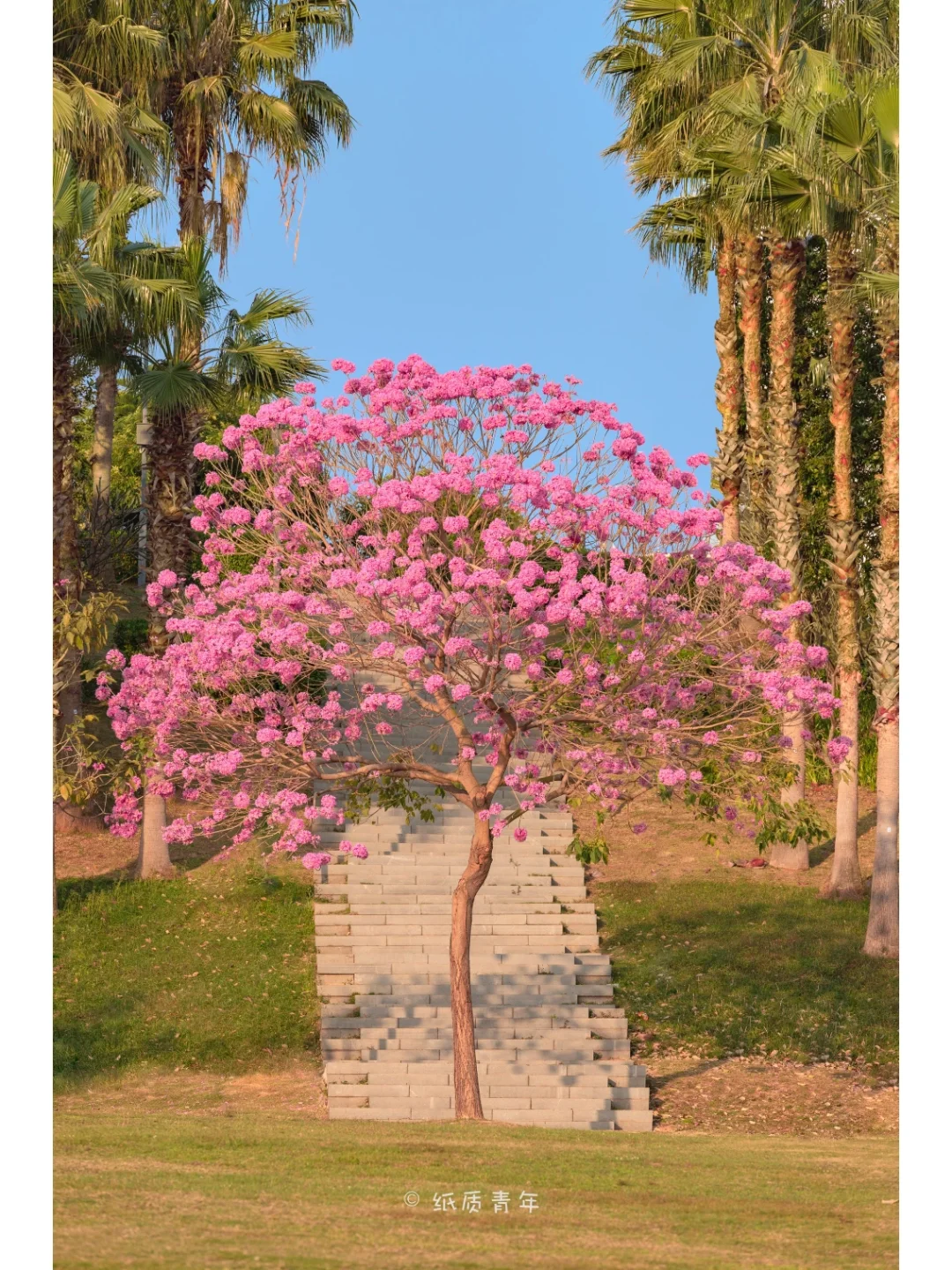 深圳人才公园开满了紫风铃🌸，惊醒了春天‼