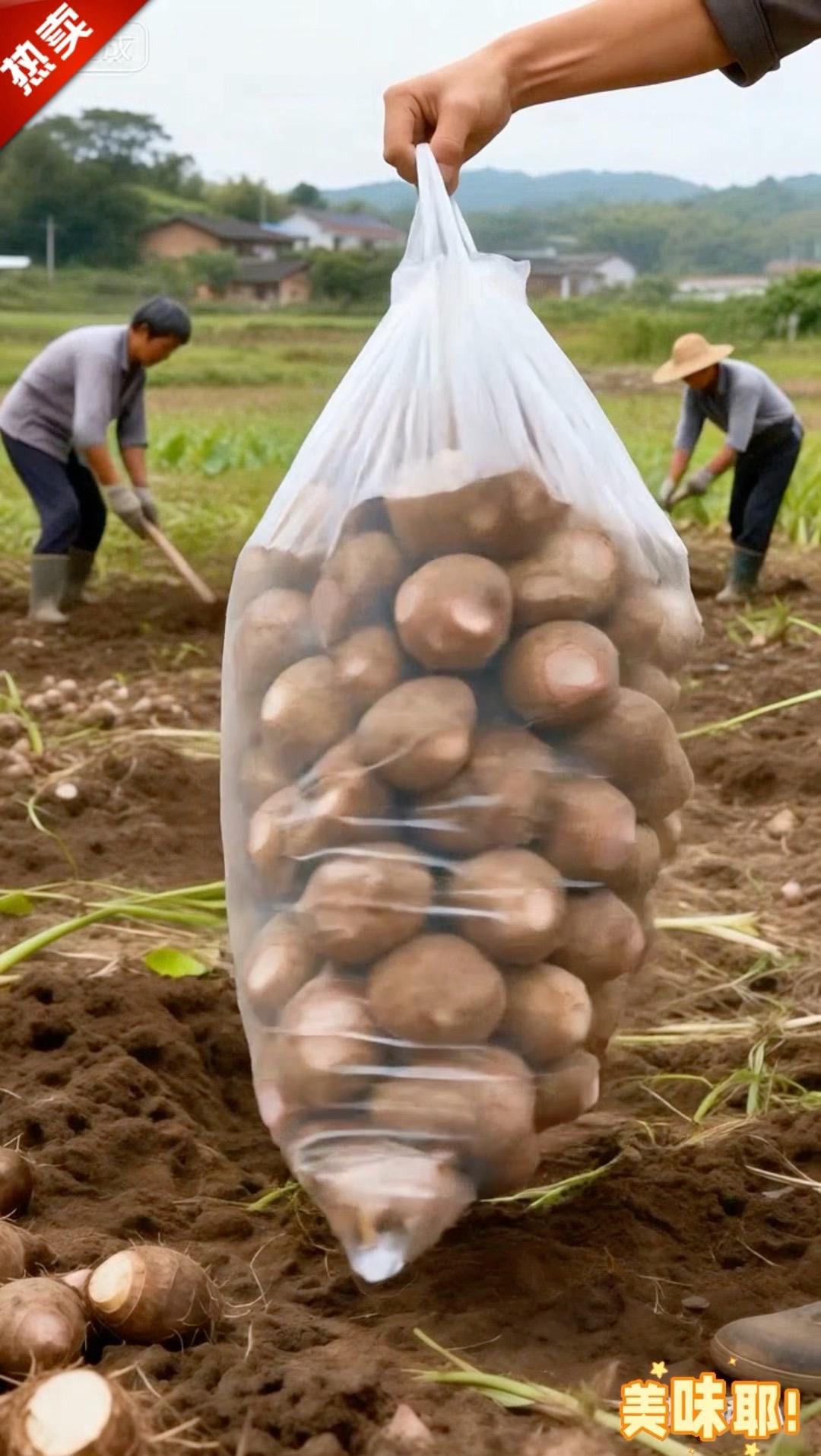 牛奶红芽芋头《红芽芋头！个头饱满 粉糯香甜的口感，还带着浓浓的奶香。 ...