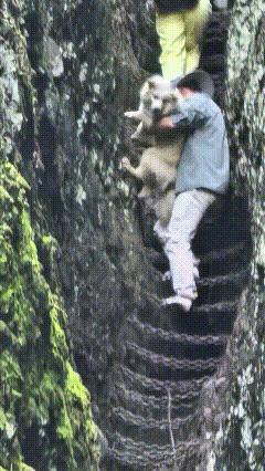 过节跟着主人出来爬山游玩，狗狗也算跟着体验一回户外，可把自己折腾得不轻。
这里山
