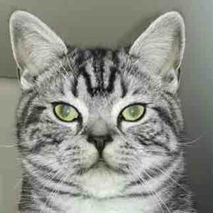 我家的猫叫皮蛋