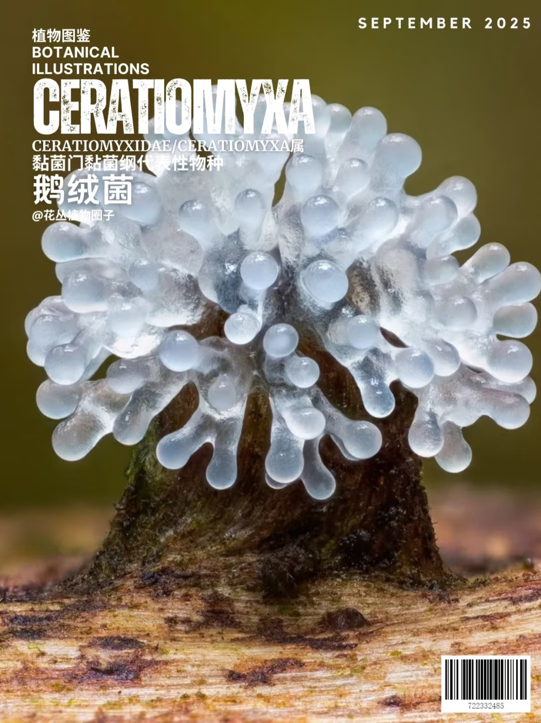 水晶鹿角鹅绒菌