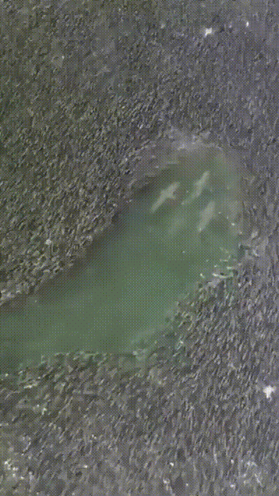 恐怖的大鱼们