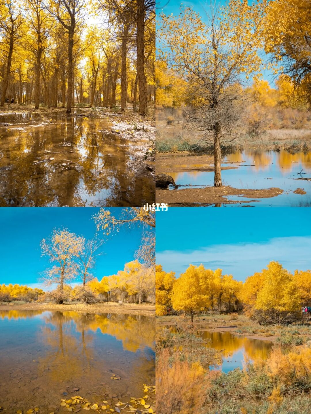 一生必去的中国最美秋天🍂只美21天胡杨林