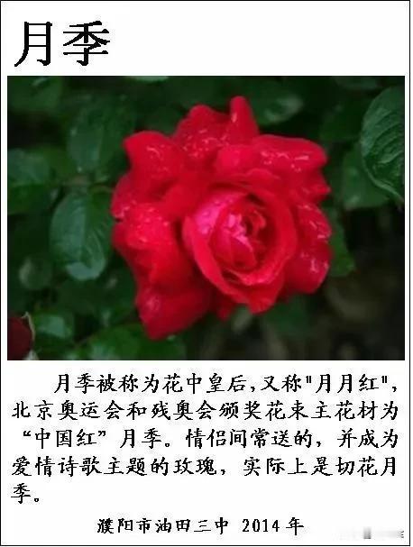 蔷薇科既好看又好吃[憨笑][爱慕]毫不夸张地说，蔷薇科产出的水果种类之多，冠绝所