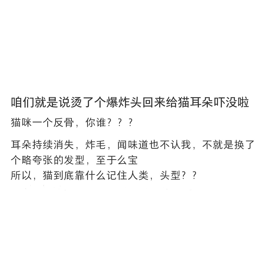 烫了个爆炸头把小猫耳朵吓没了…… ​​​