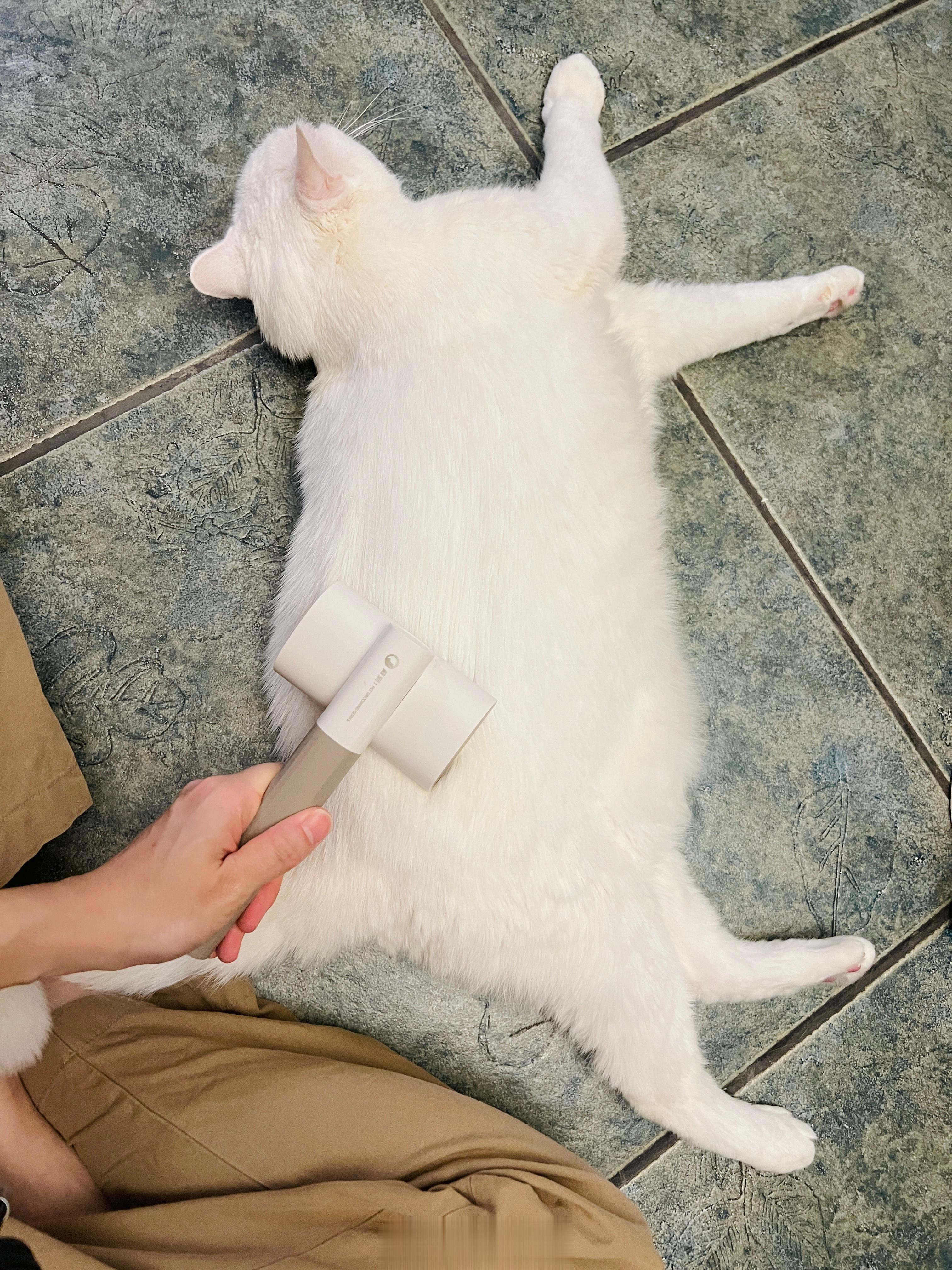 梳完一輪毛就能顯瘦。 ​​​