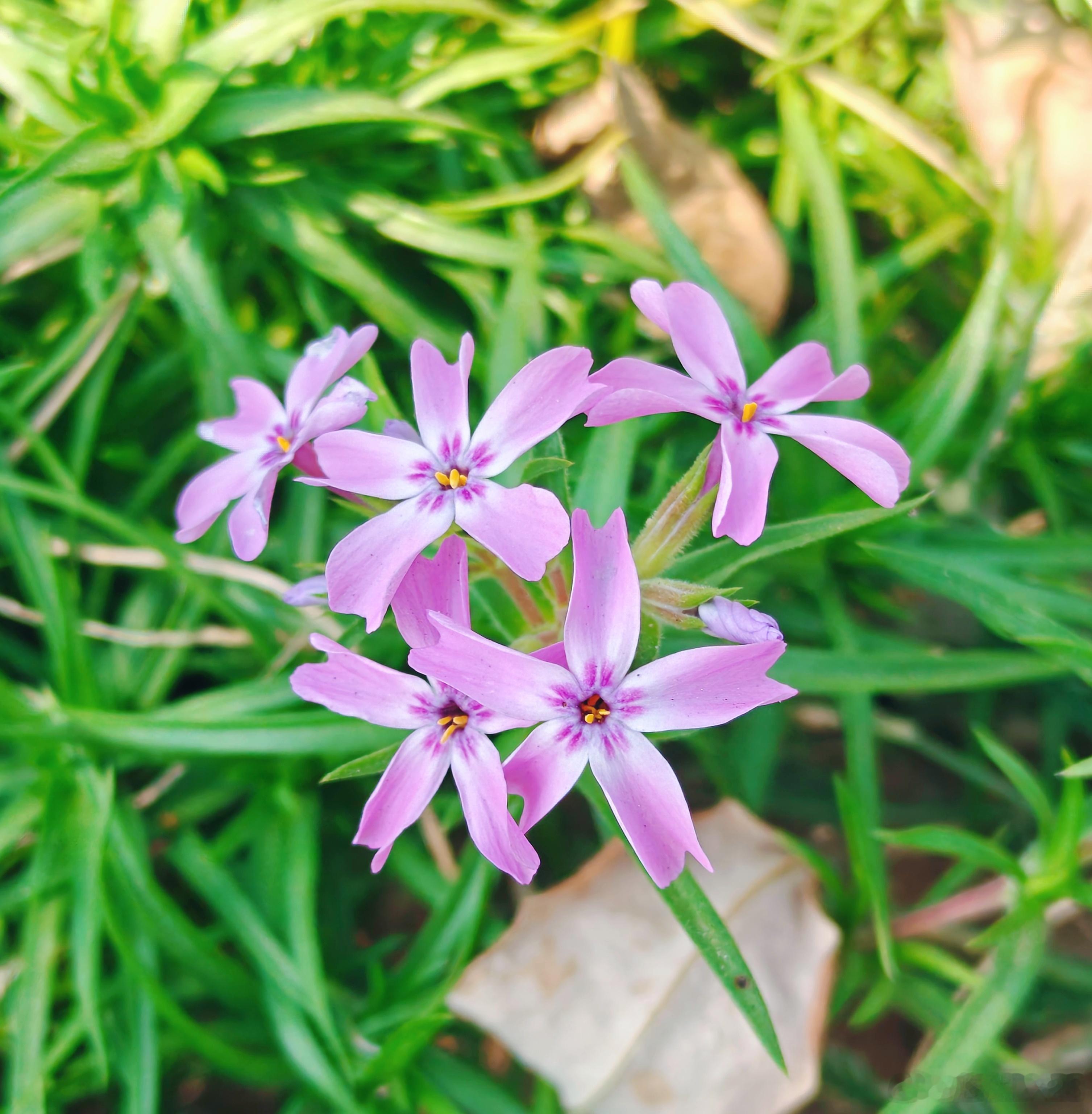 想看花的人 总能遇见花🌸🌸大自然花草世界[超话]遇见美好[超话] ​​​