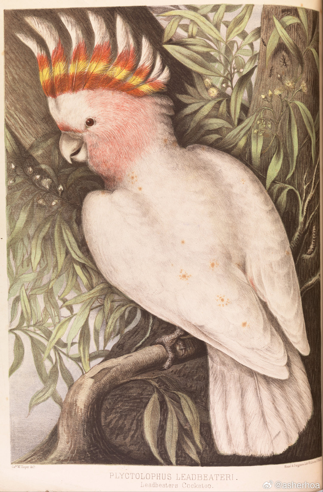 历史知识 英国画家James Whitley Sayer (1847 - 191