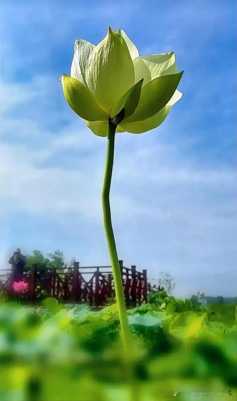 人生的选择与放弃：

“人生，就是一边拥有，一边失去；一边选择，一边放弃。我们需