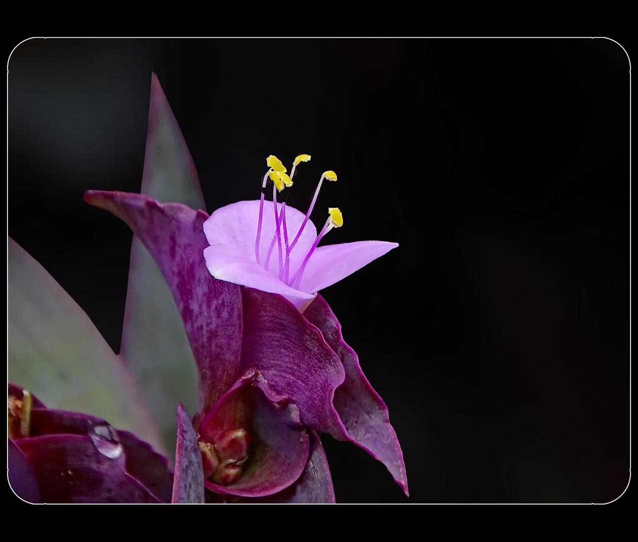 《紫竹梅》
闲步生态公园，见草丛里有紫竹梅花，拍了几张。紫竹梅，鸭跖草科紫露草属