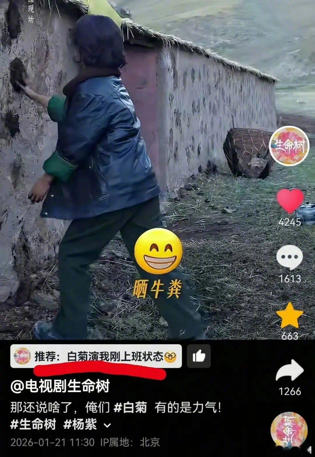 杨紫晒牛粪，为了生命树杨紫真的很豁得出去～ 