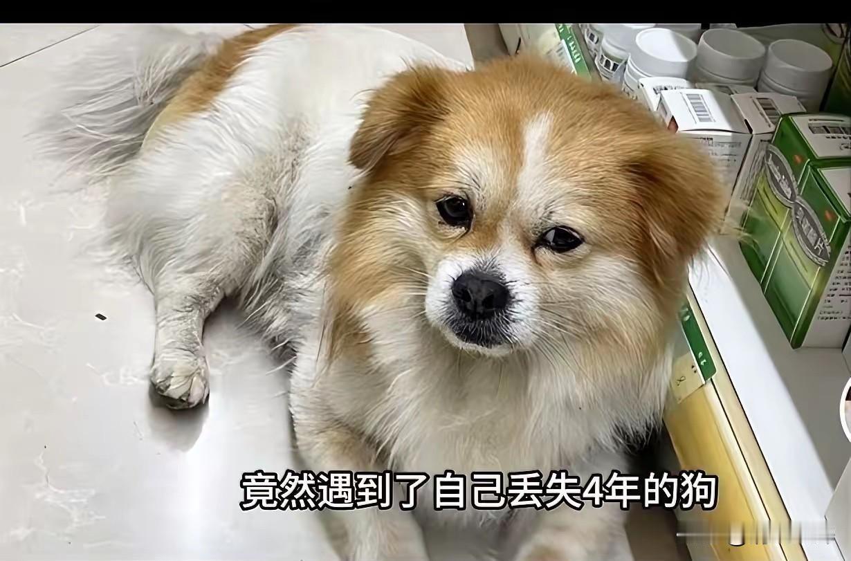 "太感人了！"四川一只狗狗丢失4年，主人在药店买药时意外认出它，喊了一声狗狗狂摇