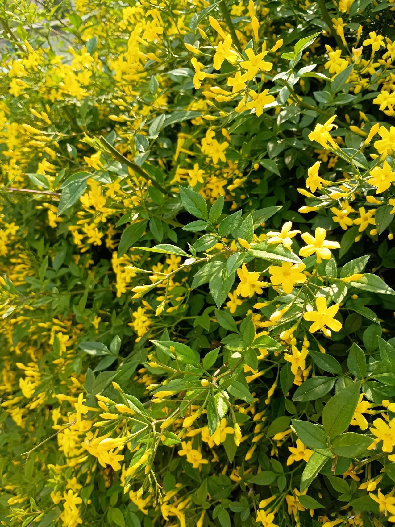 悟透岁月沉浮
方知时光苍葱
五四青年节 
——今天，是五四青年节。蓦然回首，人生
