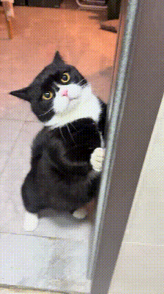 黑猫：
来而不往非猫也！
想打我，
我流星老虎拳可不是白练的！
[捂脸][捂脸]