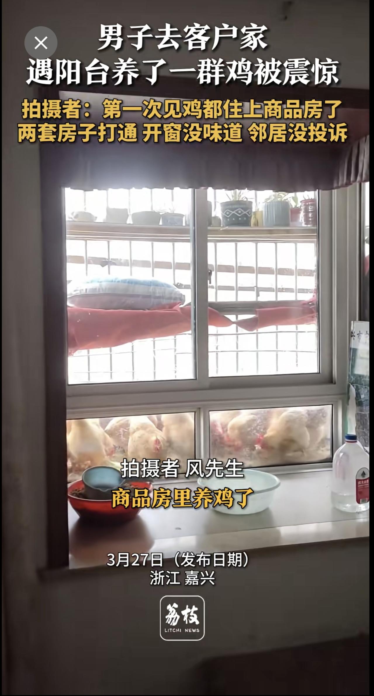 男子去客户家遇阳台养了一群鸡被震惊 拍摄者：第一次见鸡都住上商品房了 两套房子打
