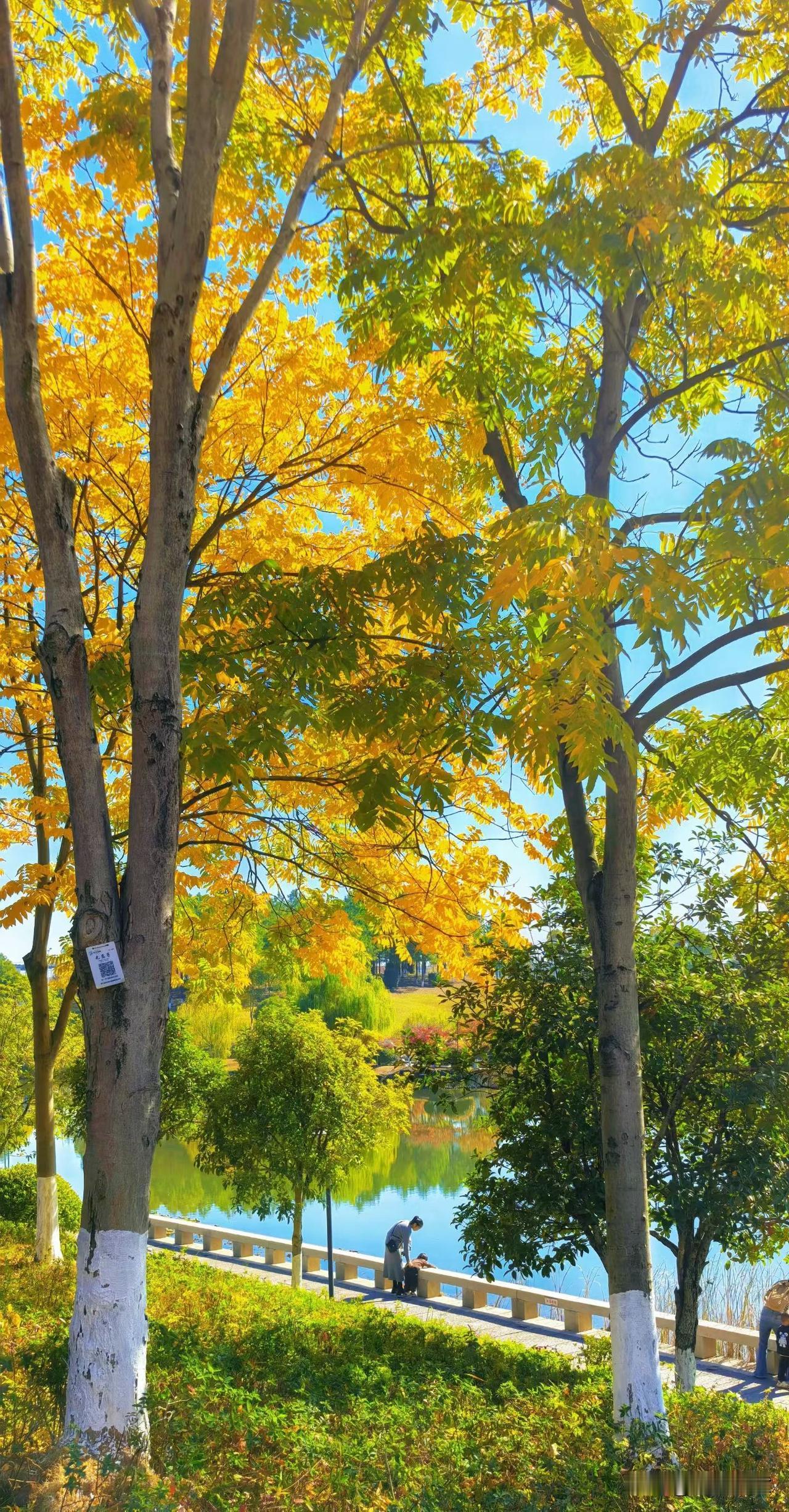 秋水潺潺，红叶灿灿，尘香带着修狗一起去赏秋[太阳]