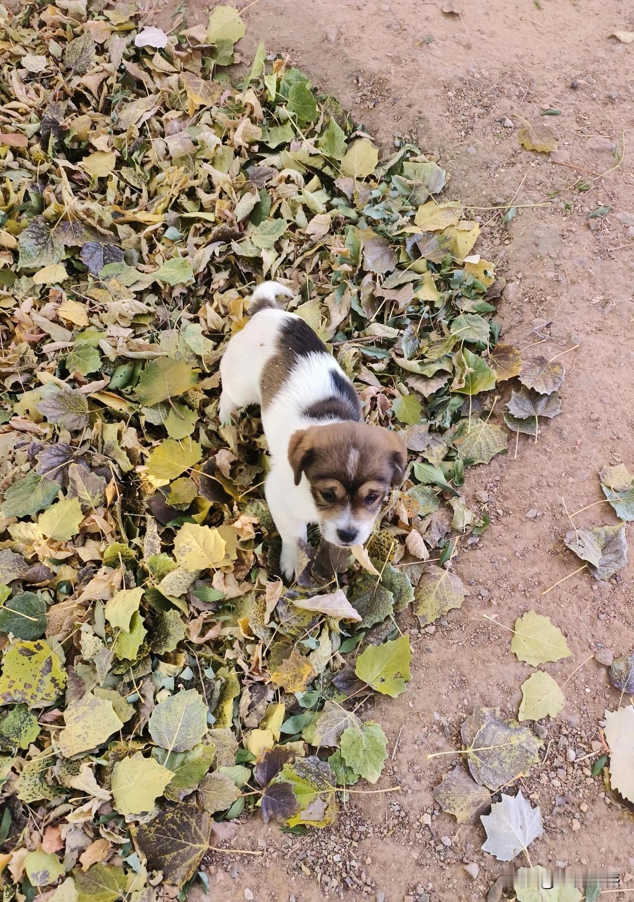 小狗特别喜欢在落叶上玩耍，也许落叶比较厚，在上面有弹性，就好像在沙发上蹦跳一样，