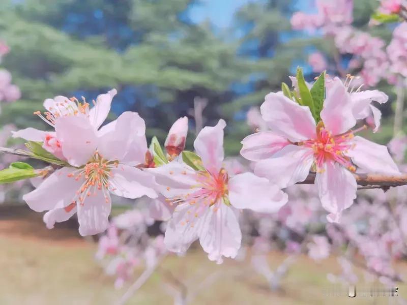 猜猜我手机相册里藏着怎样的花之盛宴？今天就来分享这些随手拍的艳丽花朵。相册里存着