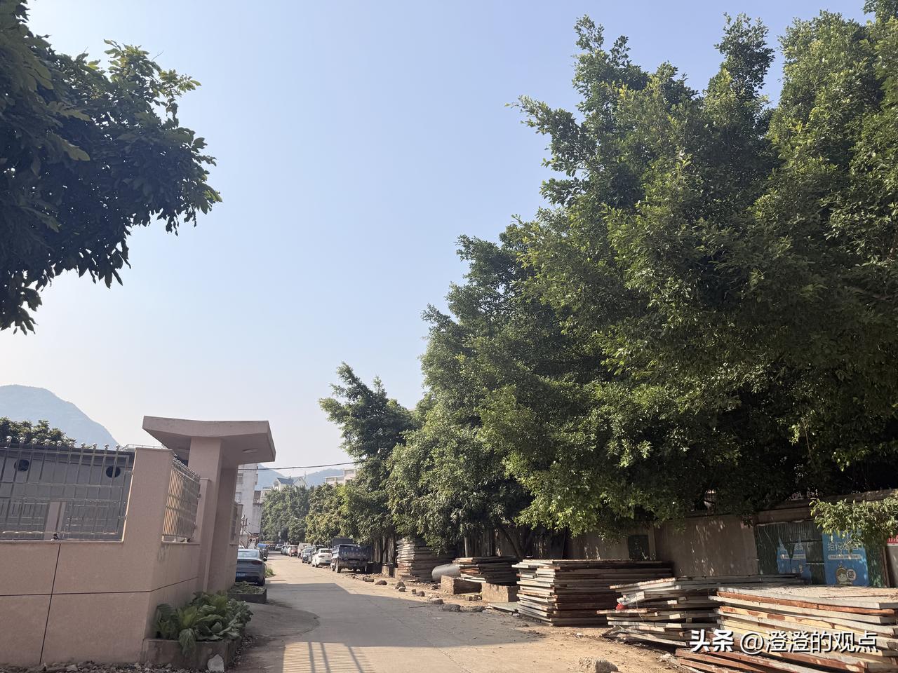 中午随手拍了一张照片，久违的太阳，有感而发！

正午的阳光晒得人暖融融的，这条小