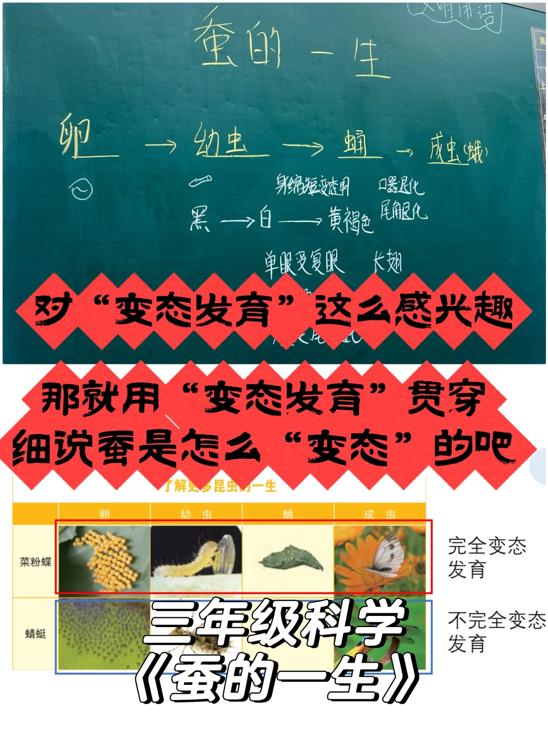 蚕·“变态”·的一生