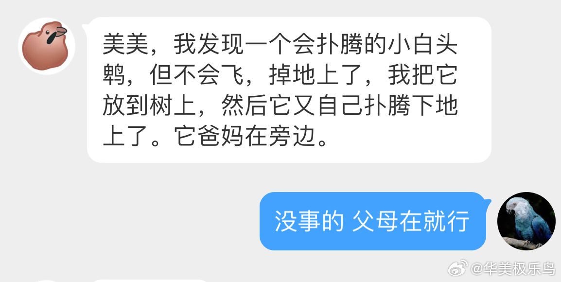 #鸟粉投稿# 地上发现一只【白头鹎bēi】宝宝👶🏻 像棉花！只要附近没有流浪