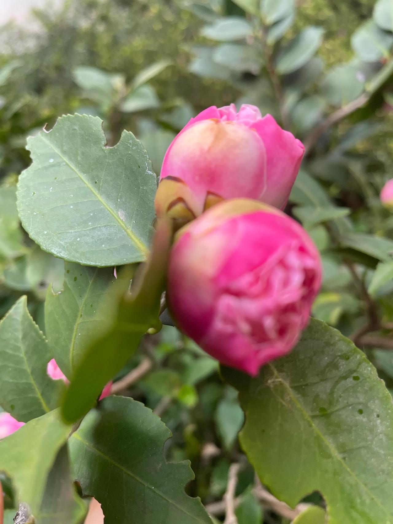 粉色山茶花能够在逆境中生长并绽放出鲜艳的花朵，象征着不屈服的力量和面对严酷自然环