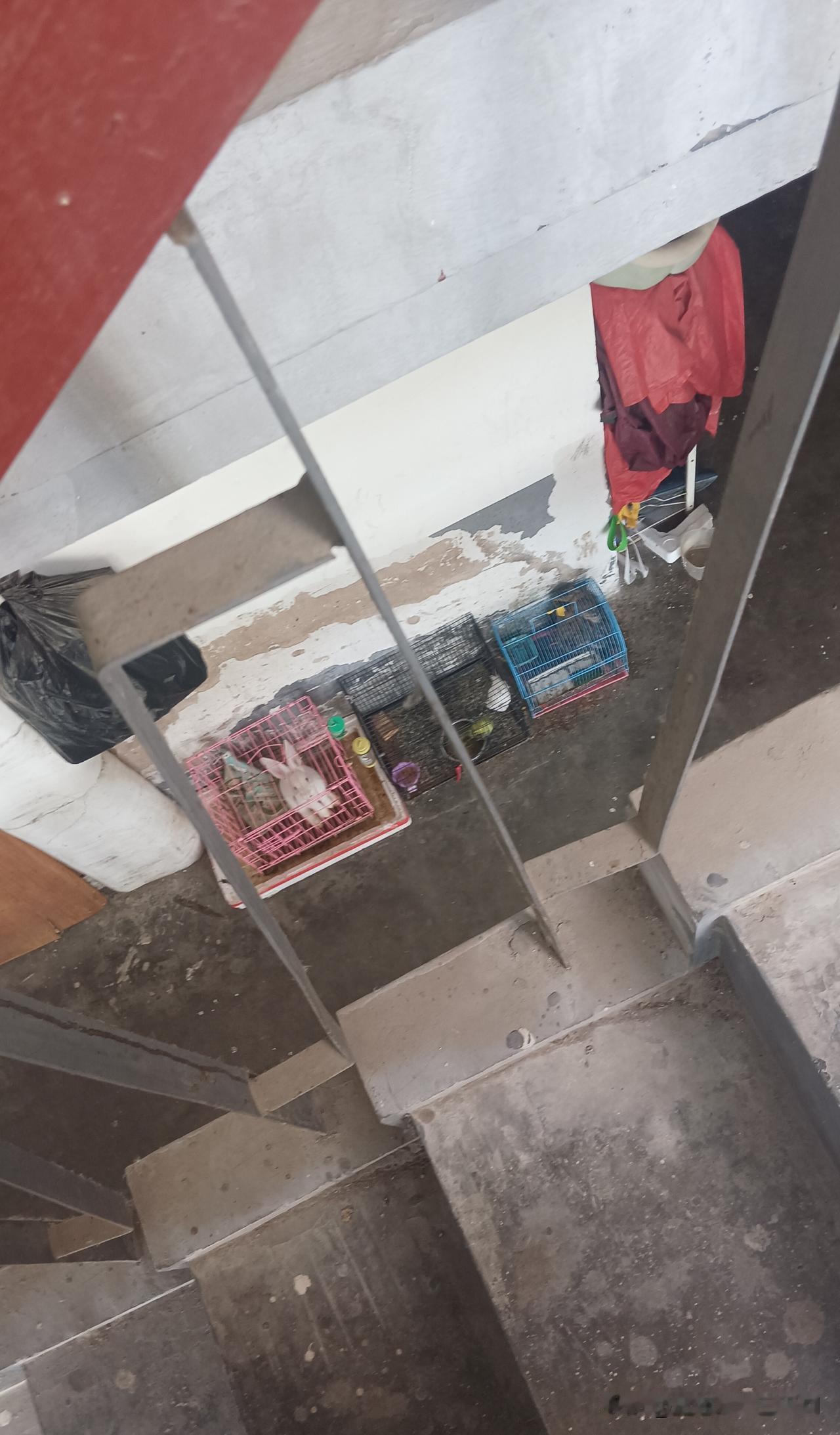 小孩子喜欢养小兔子小鸟，这是栋老楼 楼龄大概四十年，人家也知道这些动物不在家里面
