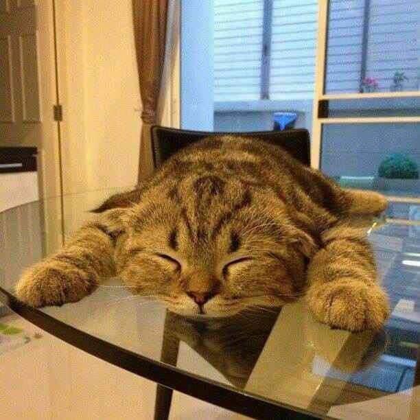 早啊，你家的猫咪醒了吗