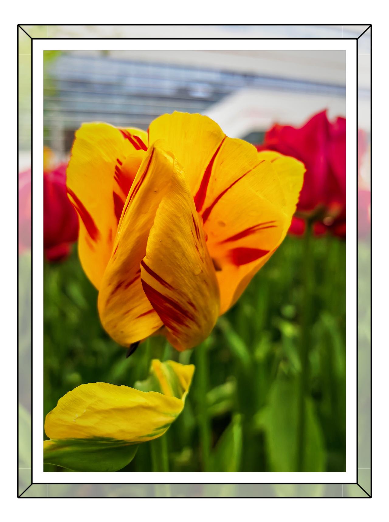 晒一晒你拍的牡丹花气象局大院郁金香