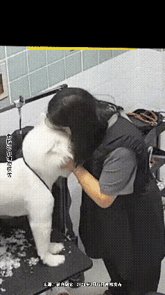 “不可思议！”一名女子带狗狗去宠物店清洗，一眼瞧见店里一只小奶狗超级可爱，对它又