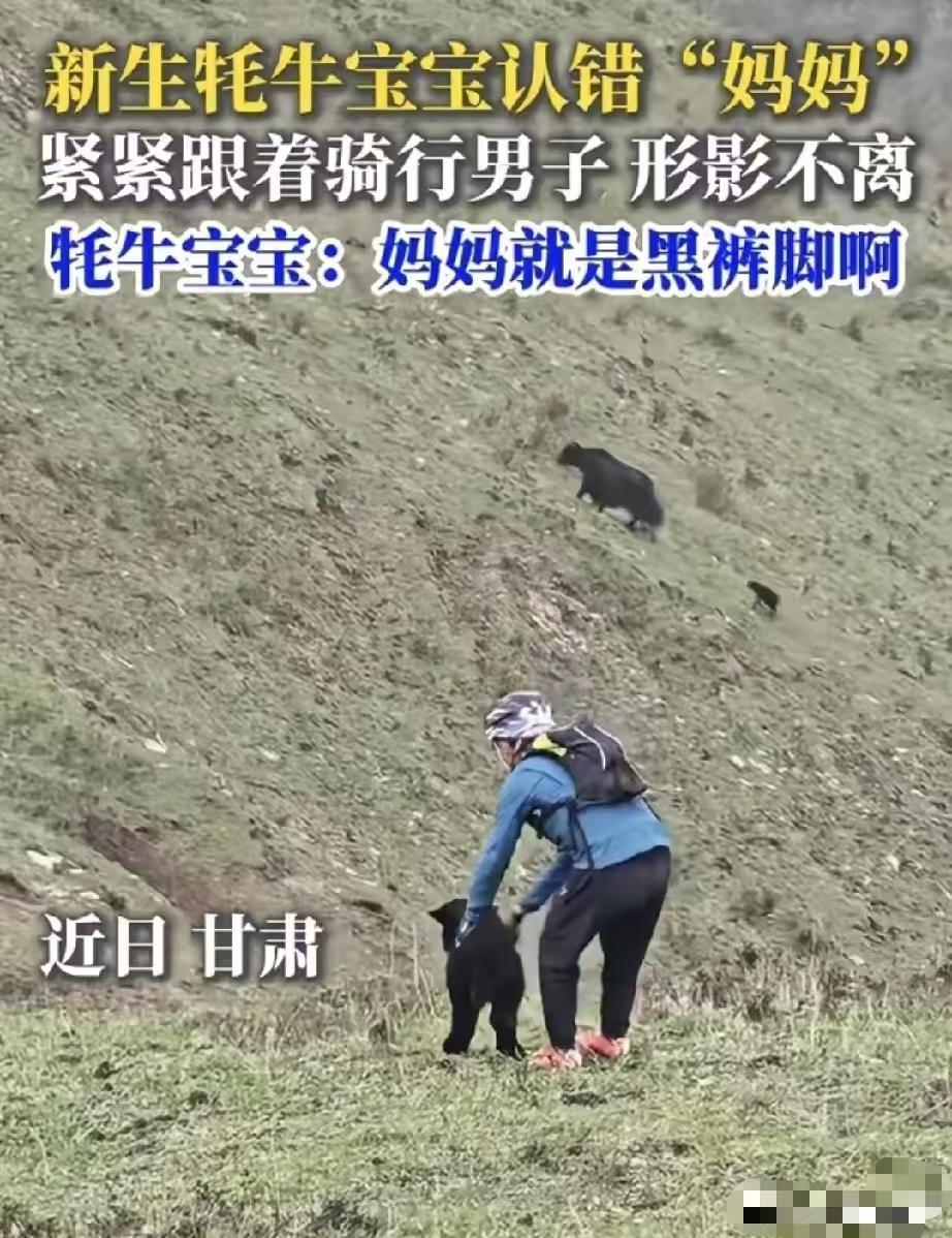 笑死了，驴友去甘肃骑行被牛犊子误认为妈妈，他走哪，牦牛宝宝紧紧跟随，原因是男子下