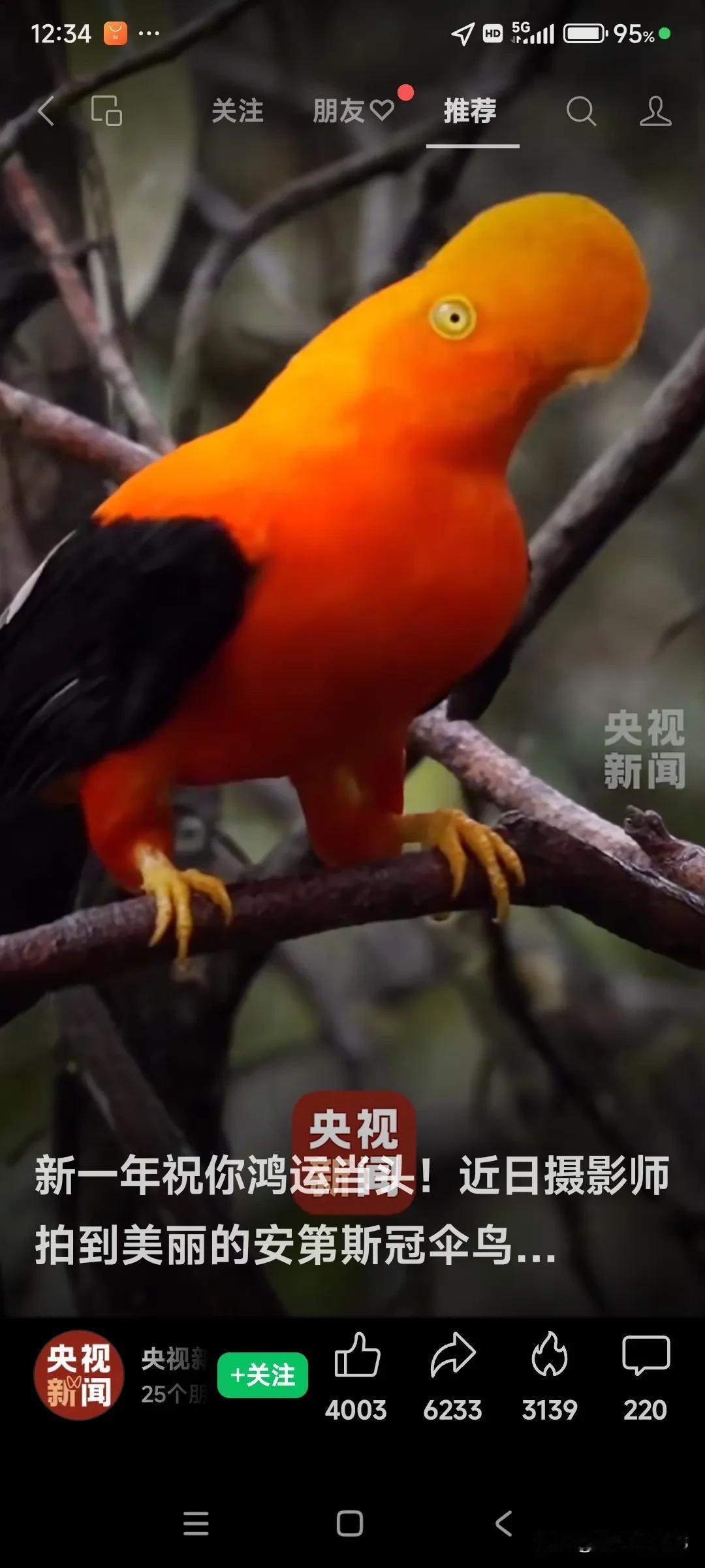 祝您 [心] 鸿运当头！🌟🐦🌿