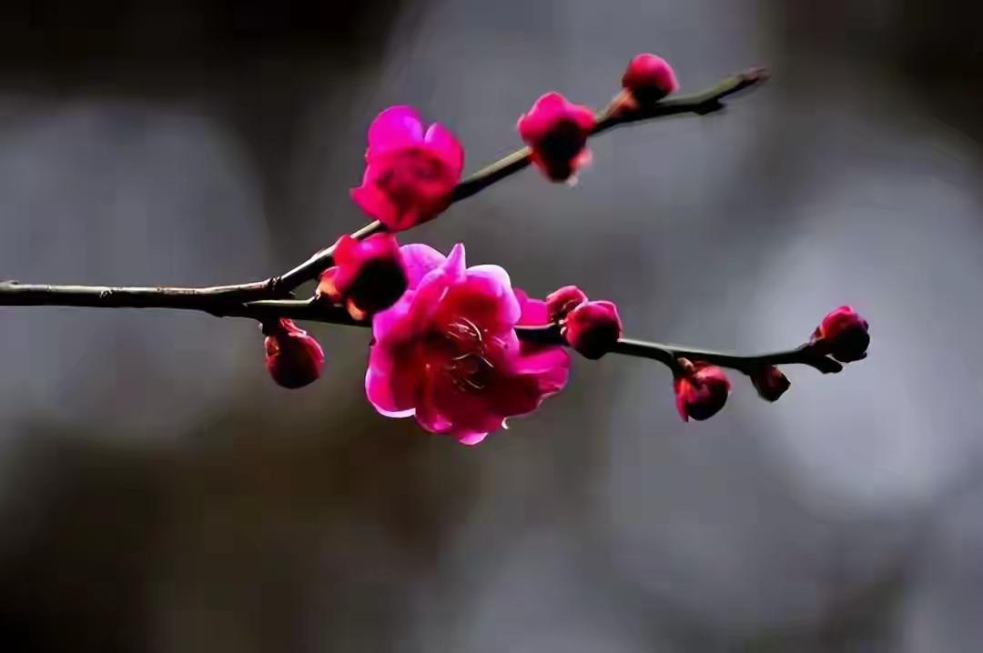 一枝红杏墙外开，
谁料惹出是非来，
七言八语众人论，
 敢为人先莫徘徊。