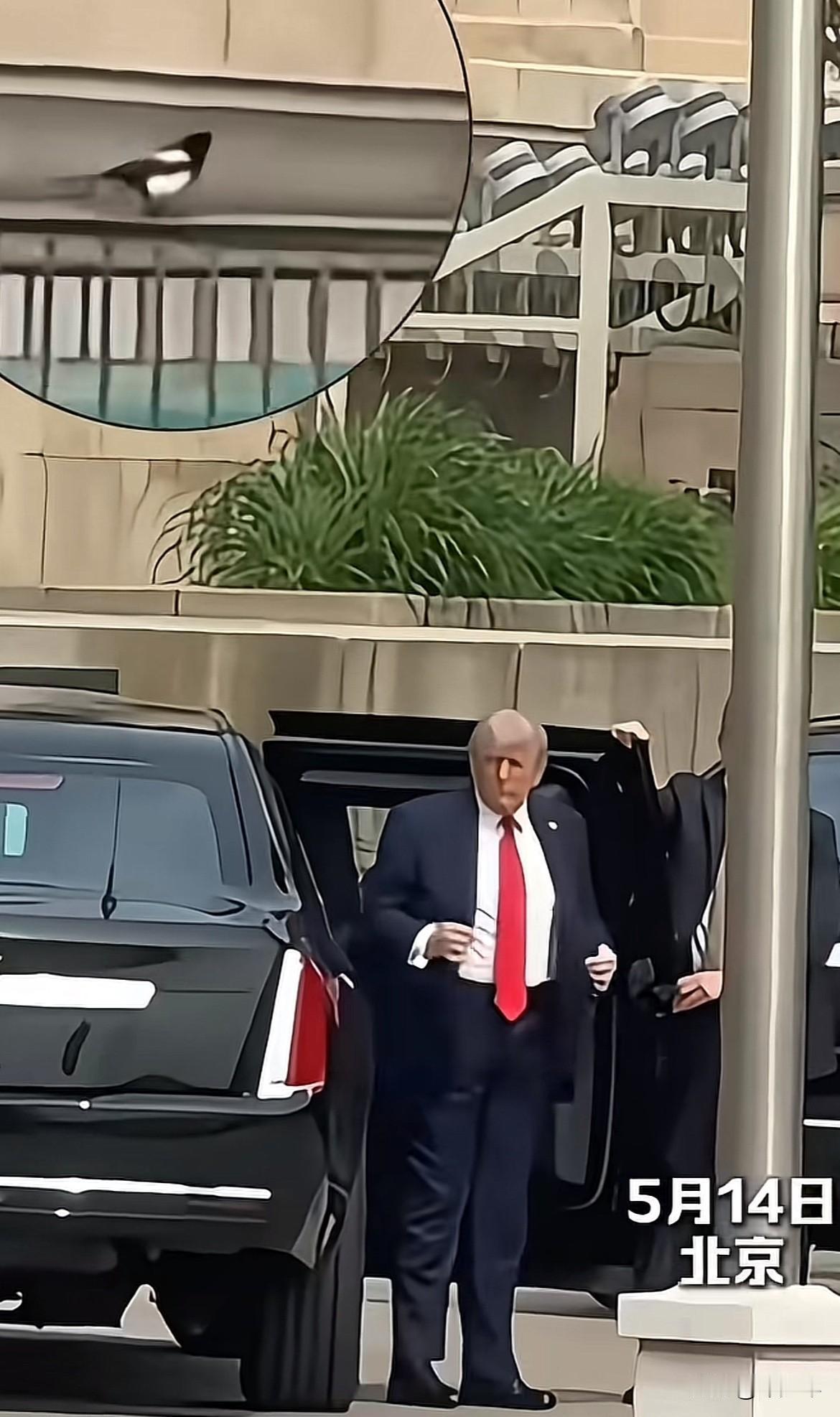 昨天特朗普在欢迎仪式前下车时，身后刚好一只喜鹊飞来落在栏杆上！这一幕被媒体拍下来