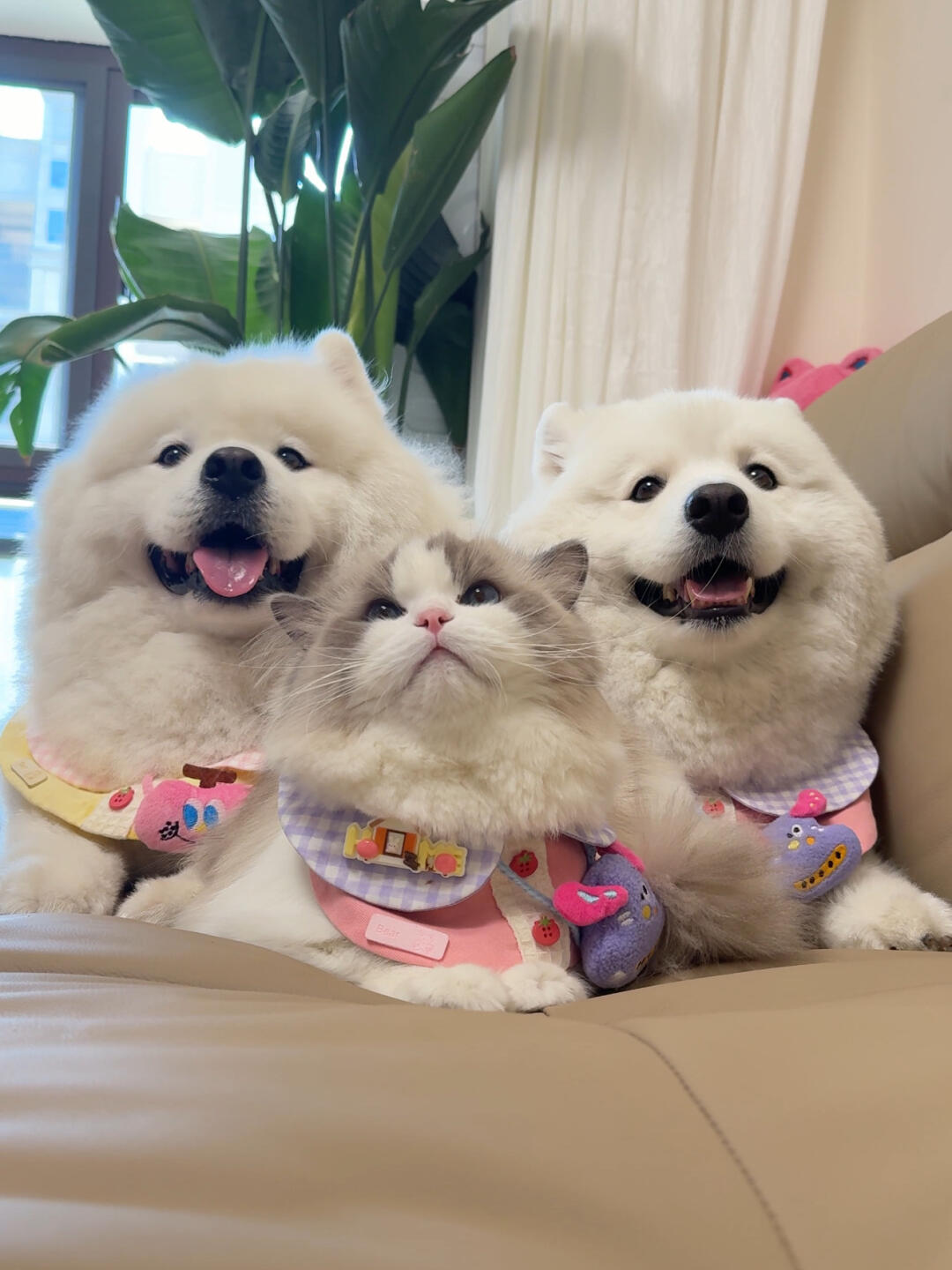 陈多多和陈超超❤️