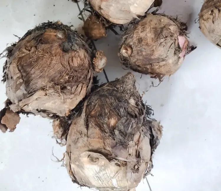 即墨区不知道从什么时候开始流行种荔浦芋头，现在市面上有很多本地荔浦芋头售卖，老家